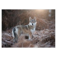 Plagáty 70x50 Wolf Wolves Wolf Plagáty 70x50 Wolf Wolves Wolf