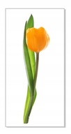 Nálepka s kvetmi kvety 50cm - Tulipán 10 Nálepka s kvetmi kvety 50cm - Tulipán 10