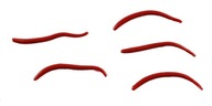 Uhlový červ 5 cm Red Wiggler Gulp! Živý Berkley x60 Uhlový červ 5 cm Red Wiggler Gulp! Živý Berkley x60