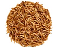Sušené larvy Młynarka młynarka 2 kg Sušené larvy Młynarka młynarka 2 kg