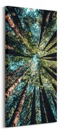 Obraz na plátne korunky stromov do obývačky 50x100 cm