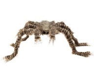 Hnedý pavúk s vlasmi, 70 cm