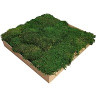 PREMIUM Prírodný zelený plochý machový box 1,2 kg PREMIUM Prírodný zelený plochý machový box 1,2 kg