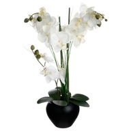 ORCHIDEA UMELÁ ORCHIDEA VEĽKÉ BIELE KVETY 50 cm ORCHIDEA UMELÁ ORCHIDEA VEĽKÉ BIELE KVETY 50 cm