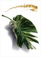 Plagát Monstera Plagáty na rám B2 70x50cm Plagát Monstera Plagáty na rám B2 70x50cm