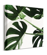 Obraz Listy Flower Monstera na plátne 40x40 cm Obraz Listy Flower Monstera na plátne 40x40 cm