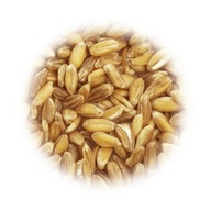 EMERMER pšeničné zrná 5kg Q premium