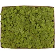 Crabotek PREMIUM Mid Green Natural Moss 1kg Crabotek PREMIUM Mid Green Natural Moss 1kg