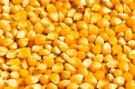 Kukuričné zrno 20 kg, bez znečistenia, pre kurčatá, holuby, kačice atď Kukuričné zrno 20 kg, bez znečistenia, pre kurčatá, holuby, kačice atď