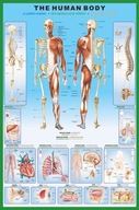 Plagát Anatomická doska ľudského tela 61x91,5 cm Plagát Anatomická doska ľudského tela 61x91,5 cm
