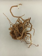 RED MOOR ROOT č.6 RED MOOR ROOT č.6