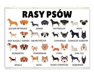 Plagát s plemenami psov na stenu, plemená psov, psy, psy Plagát s plemenami psov na stenu, plemená psov, psy, psy