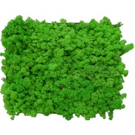 Moss Chrobotek Grassy Living Green 1kg