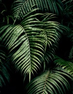FOTOTAPETA 190x254 netkaná LEAF #F018 #SF FOTOTAPETA 190x254 netkaná LEAF #F018 #SF