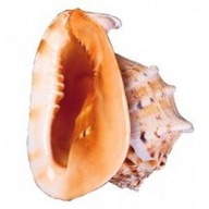 Škrupina Cassis Cornuta - 12,5-15cm