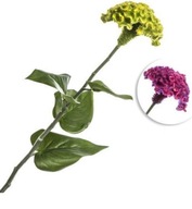 Vetvička Celosia Wavy Violet Dekorácia 64 cm