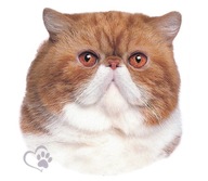 Perzská nálepka Samolepka Cat Tomcat Čistokrvné mačiatko UV Perzská nálepka Samolepka Cat Tomcat Čistokrvné mačiatko UV