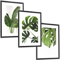 RÁMOVÉ OBRAZY PLAGÁTY RÁM 30X40 RÁM monstera kvet RÁMOVÉ OBRAZY PLAGÁTY RÁM 30X40 RÁM monstera kvet