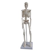 Lekárska anatomická kostra Ľudská kostra Lekárska anatomická kostra Ľudská kostra