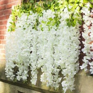12x Wisteria wisteria previsy kvetinová stena biela
