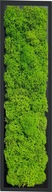 obrázok chrobotek machový panel 30 cm obrázok chrobotek machový panel 30 cm