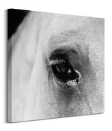 Veľké konské oko Čierne oko Obraz na plátne 60x60 cm