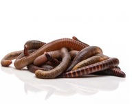 1kg Dážďovky Dendrobena Veneta Kalifornia 1kg Dážďovky Dendrobena Veneta Kalifornia