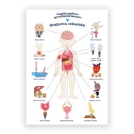 Náučný anatomický plagát pre deti, formát A2 Náučný anatomický plagát pre deti, formát A2