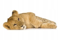 Nálepky so zvieratkami Lion Cub 8 Nálepky so zvieratkami Lion Cub 8