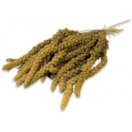 JR Birds Žlté proso 500 g JR Birds Žlté proso 500 g