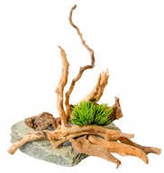 Koreň na dekoráciu akvária na kameni ROOT RED MOORE JAPANESE 15-25 cm XL Koreň na dekoráciu akvária na kameni ROOT RED MOORE JAPANESE 15-25 cm XL