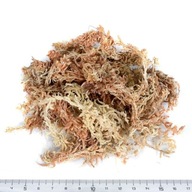 Spagmoss Sphagnum Plant Rooter 100g 4L