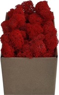 Chrobotek PREMIUM Red Carton Moss 100g Chrobotek PREMIUM Red Carton Moss 100g