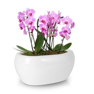Biela oválna miska na dve orchidey Polnix Piano, 27 cm, na dva črepníky Biela oválna miska na dve orchidey Polnix Piano, 27 cm, na dva črepníky