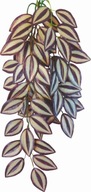 Terarijná rastlina Tradescantia Zebrina Happet