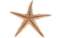 STARS lastúra veľká prírodná hviezdica 13 cm