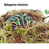 Teráriový poklad ŽIVÝ MACH Sphagnum Sphagnum mach 20 x 20,5 x 10,5 cm Teráriový poklad ŽIVÝ MACH Sphagnum Sphagnum mach 20 x 20,5 x 10,5 cm