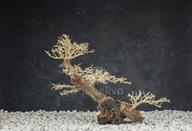 Aquasilva Tarkine aqua bonsai strom naplavené drevo Aquasilva Tarkine aqua bonsai strom naplavené drevo