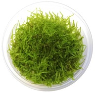 Moss China Moss (Vesicularia sp.) - 10 cm pohár