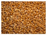 20 kg celozrnné krmivo Triticale pre vtáky, papagáje a kurčatá 20 kg celozrnné krmivo Triticale pre vtáky, papagáje a kurčatá