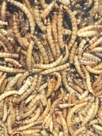 Sušené larvy mącznik młynarek králiky škrečok vták pre vtáky hlodavce gad 1 kg Sušené larvy mącznik młynarek králiky škrečok vták pre vtáky hlodavce gad 1 kg