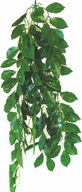 Terarijná rastlina Ficus Happet, 70 cm Terarijná rastlina Ficus Happet, 70 cm