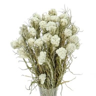 Sušené biele anafalis, sušené kvety, kytica