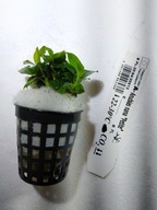 Anubias nana \ 'Petite \' [košík]