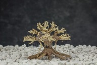 Bonsai Wesa strom aqua bonsai naplavené drevo