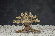 Bonsai Wesa strom aqua bonsai naplavené drevo Bonsai Wesa strom aqua bonsai naplavené drevo