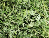 Bežné ošetrovateľské potraviny petržlenu pre králičie hlodavce 1 000 g 1 kg Bežné ošetrovateľské potraviny petržlenu pre králičie hlodavce 1 000 g 1 kg