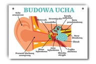 Náučná tabuľa štruktúra ucha, ľudské ucho, A4 Náučná tabuľa štruktúra ucha, ľudské ucho, A4