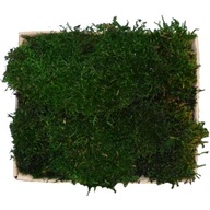 Plochý Moss PREMIUM Forest Green Kartón 0,12 m2 Plochý Moss PREMIUM Forest Green Kartón 0,12 m2