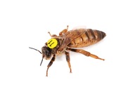 Buckfast Queen Bees INSEDED